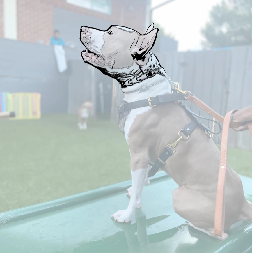 K-9 Kreedentials dog sketch and reference development