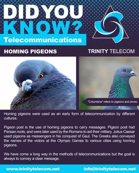 Trinity Telecom Did You Know homing pigeons social graphic
